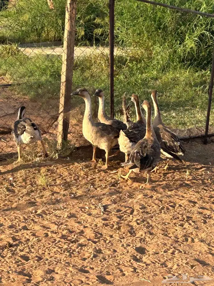 وز عراقي اصيل كوبرا 3
