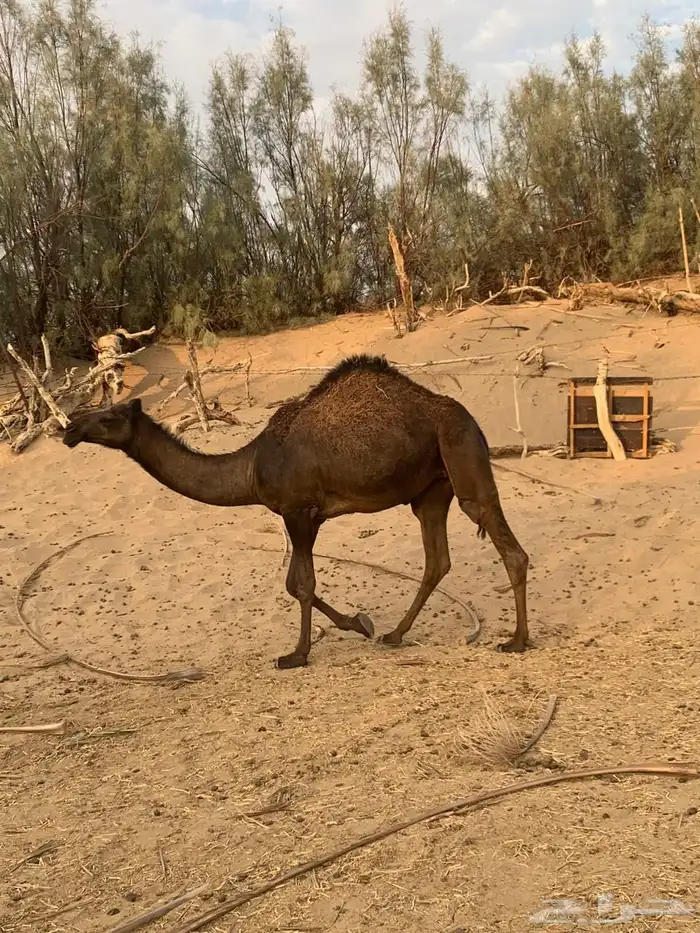 بكار طبيه. طبيه. 1