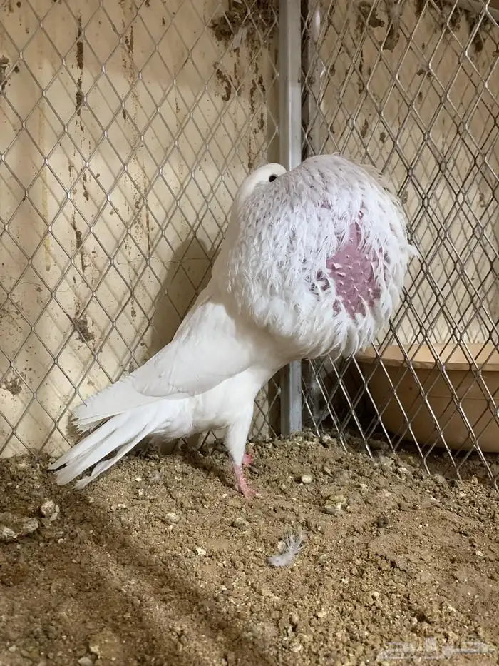 للبيع زوج نفاخ نرويجي فاااخر 7