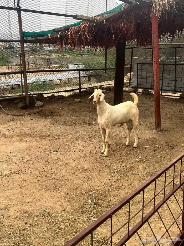 مشاريع فحوله بيشيه 0