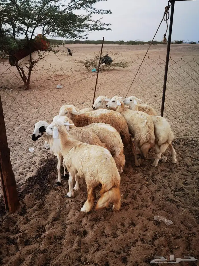 طليان ورخال للبيع 0