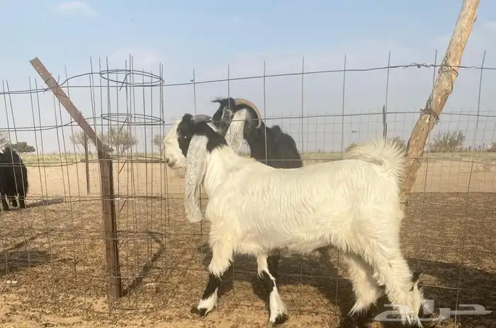 تيس عارضي صنف 0