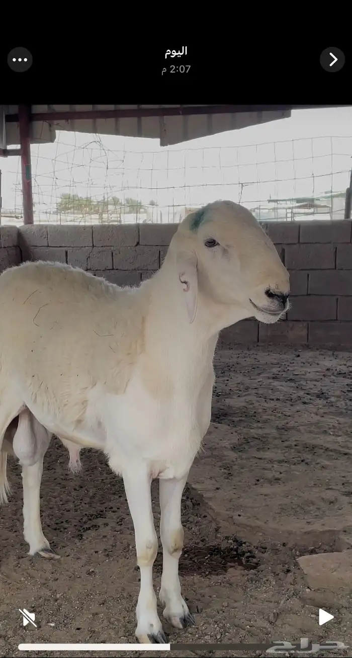 خروف حري صنف الصنف مشروع فحل 6