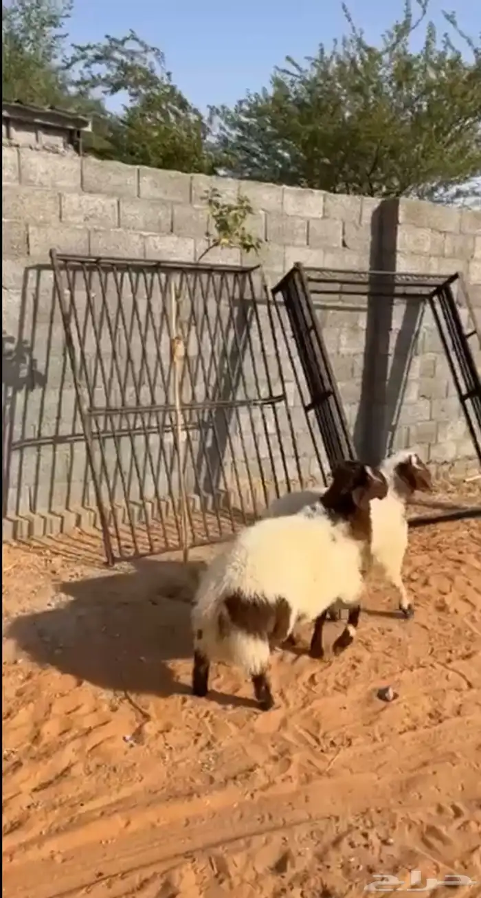 خرفان 0
