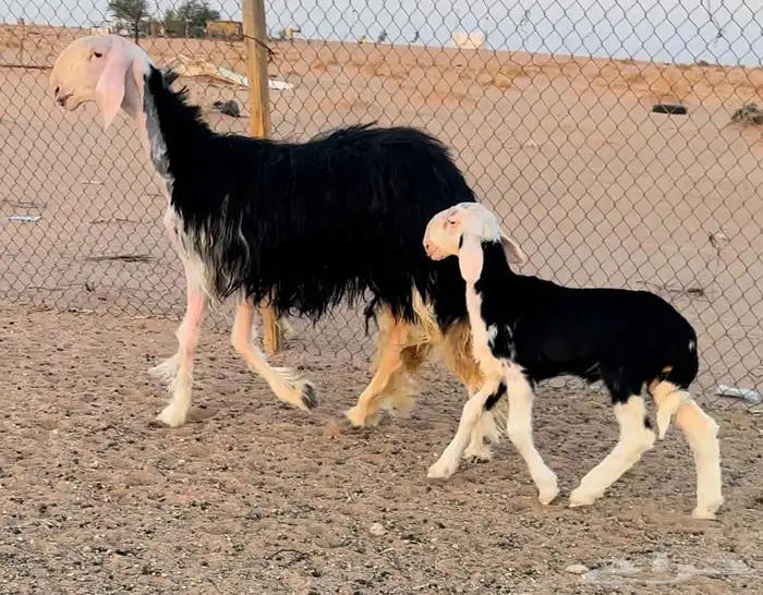 نجديه جذعه خصم تحتها طلي مشروع فحل 2