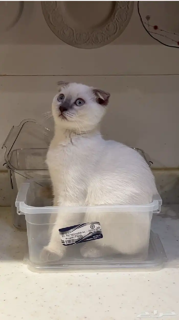 قط للبيع 1