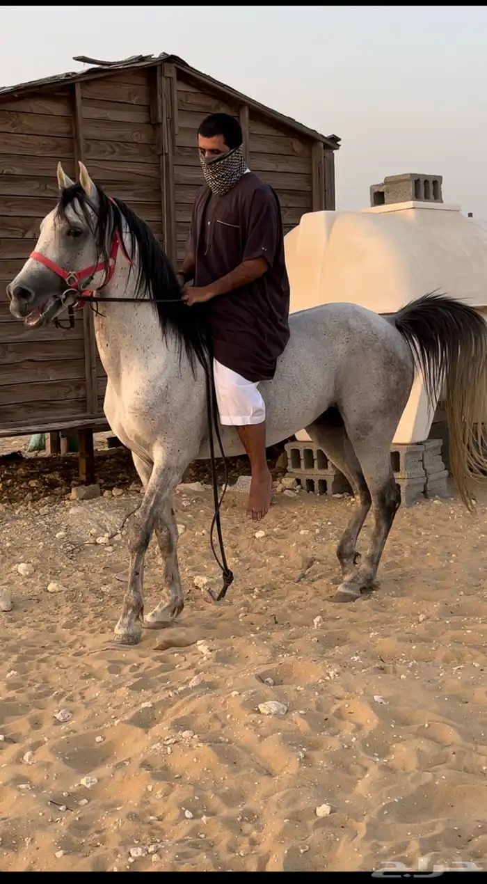 تدريب ركوب خيل 4