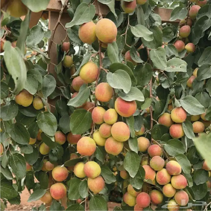 تطعيم اشجار السدر والحمضيات وغيرها 0