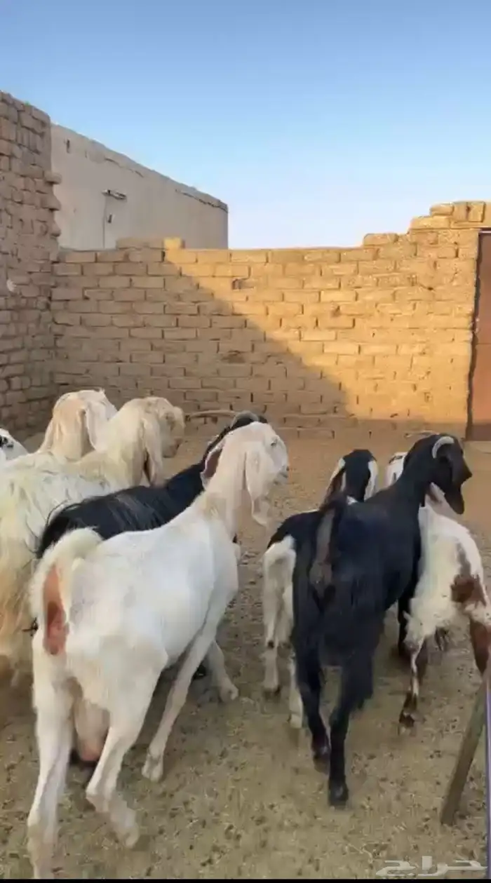 معزا مشاريك صنف 2