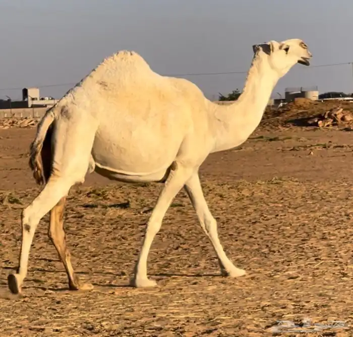 مطلوب ابل مهله 0