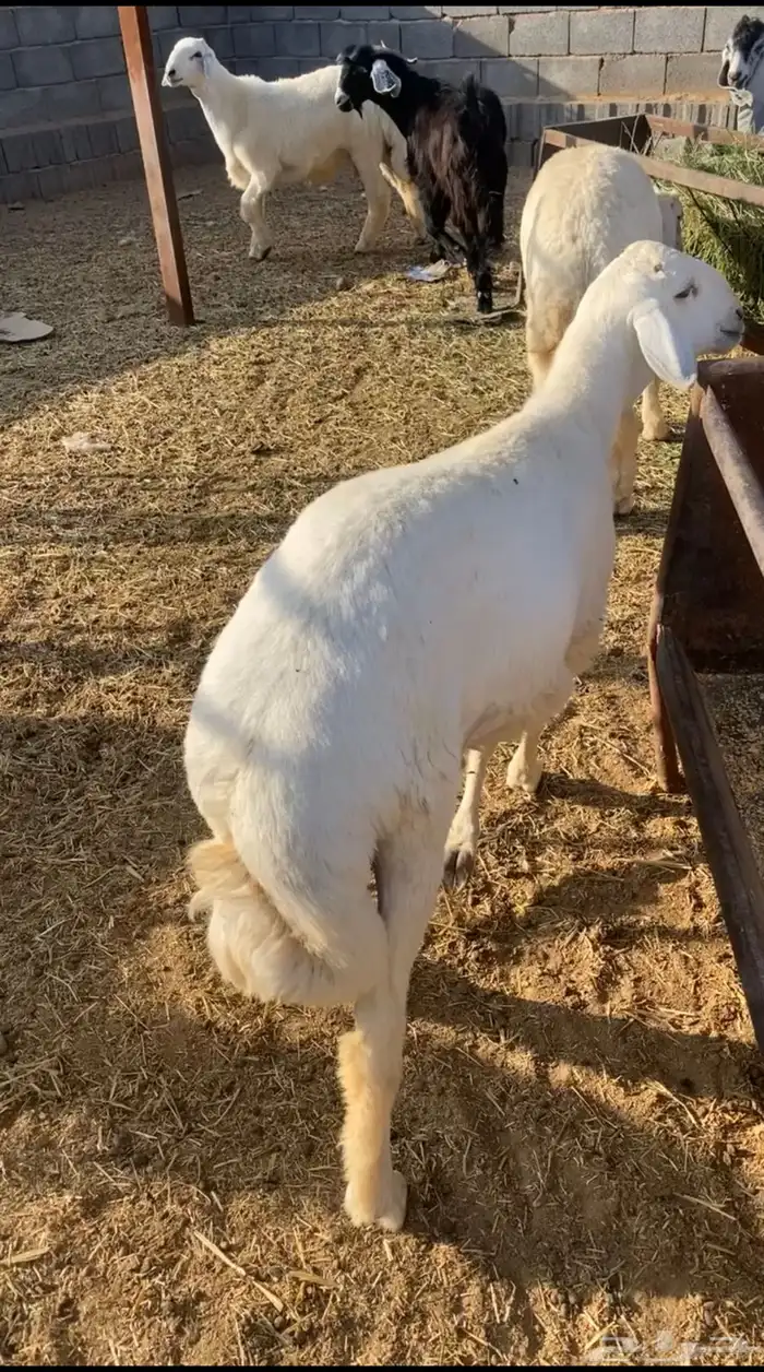 ذبايح حري طليان بهم 7