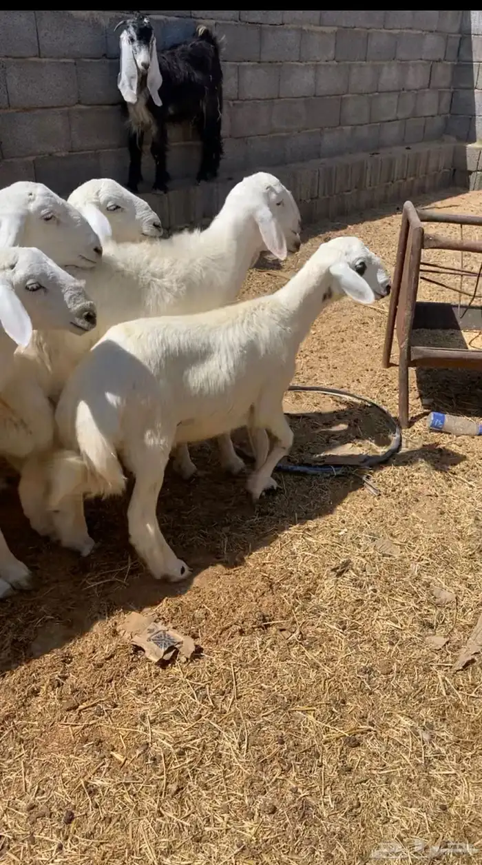 ذبايح حري طليان بهم 4