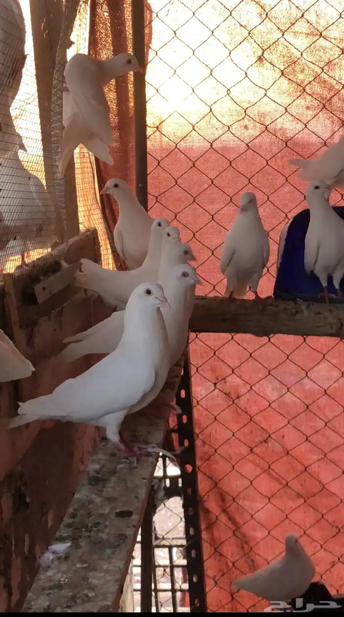 حمام فرنسي 1