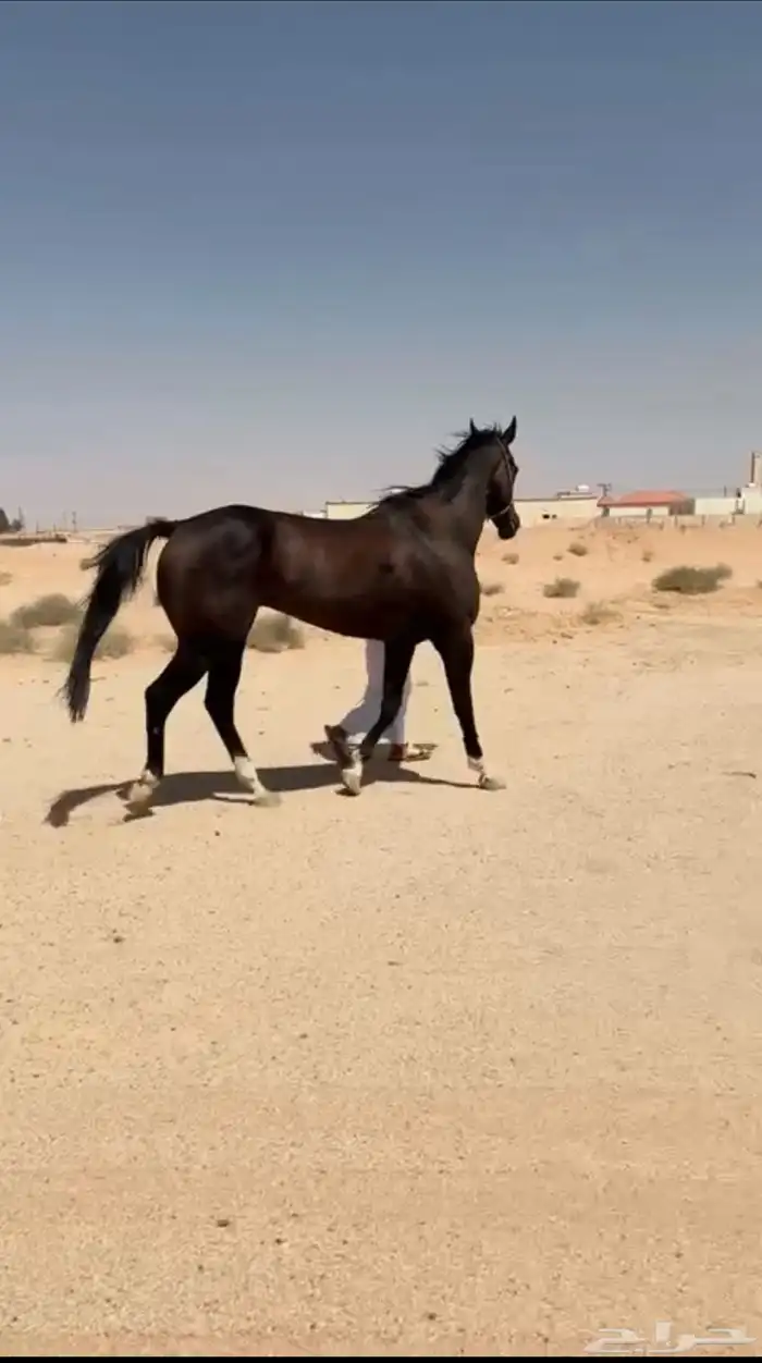 حصان للبيع انقليزي كفو 1