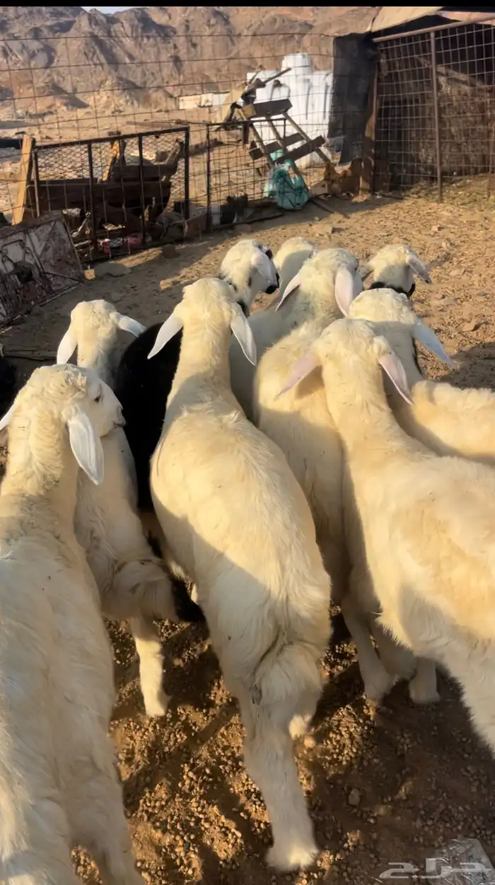 طليان ورخال حريه 1
