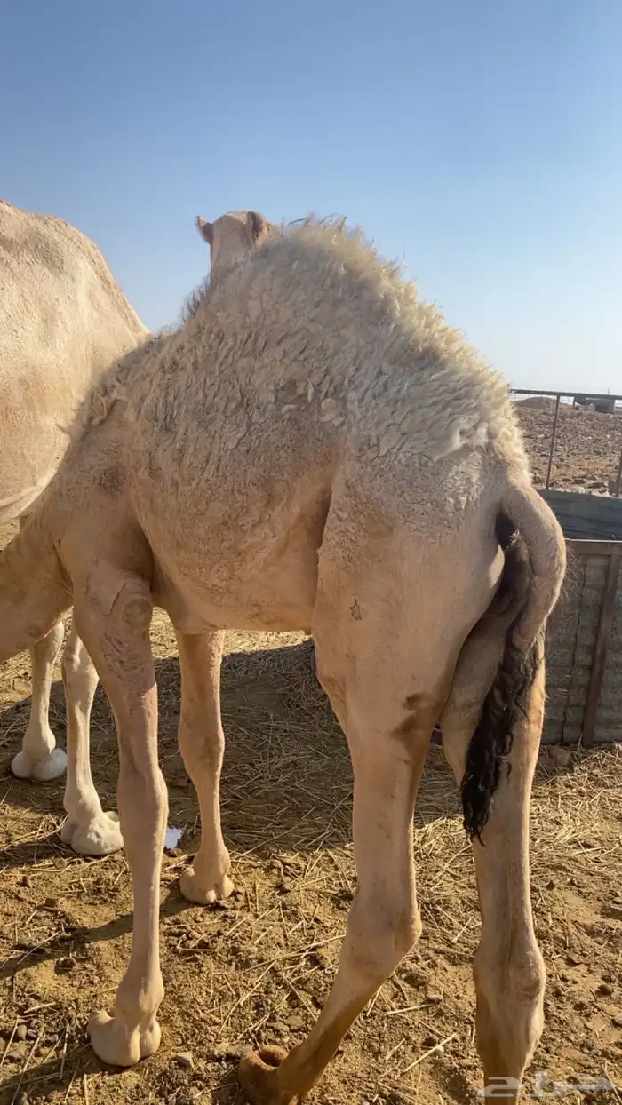 للبيع قعود 0