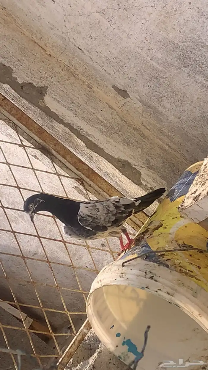 عندي طير مفقود الموقع العيتيبيه 0