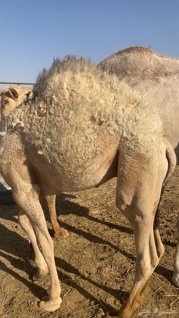 للبيع قعود 1