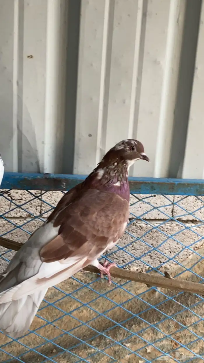 للبيع حمام هندي رقاص 0