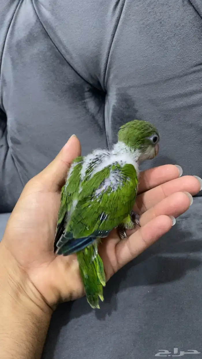 كويكر الراهب 2