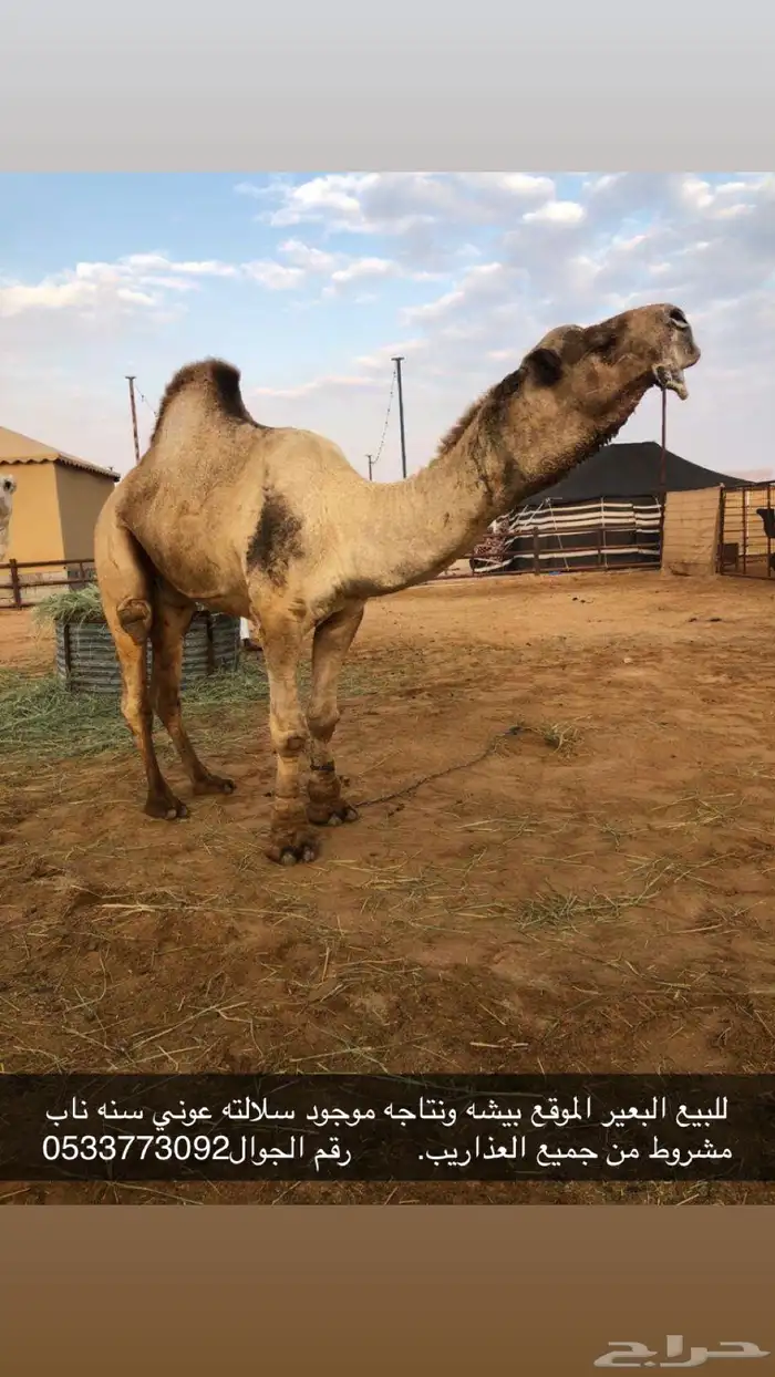 للبيع فحل ناب ساسه عوني مشروط من جميع العذاريب انتاجه موجود 0