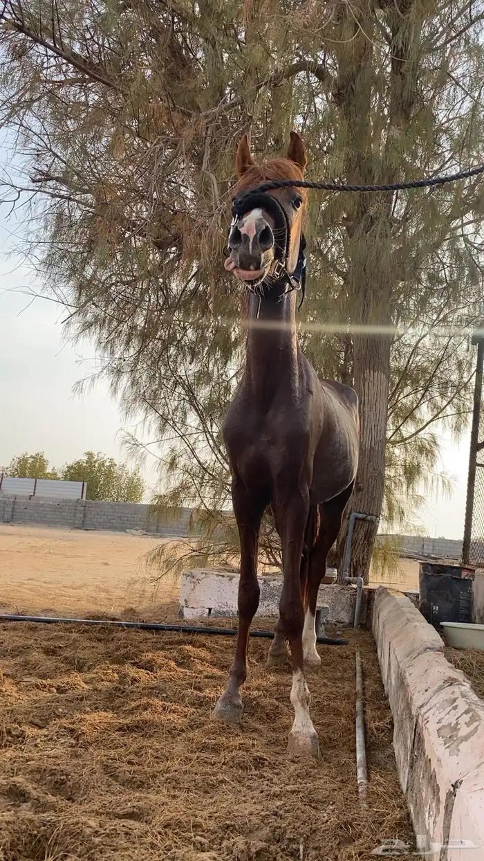 حصان شعبي شرط من كل شي عمر الحصان سنتين ونص 3