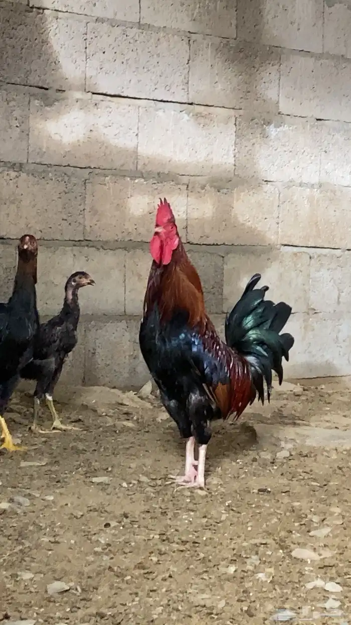 ديك للبيع بلدي اصيل 3