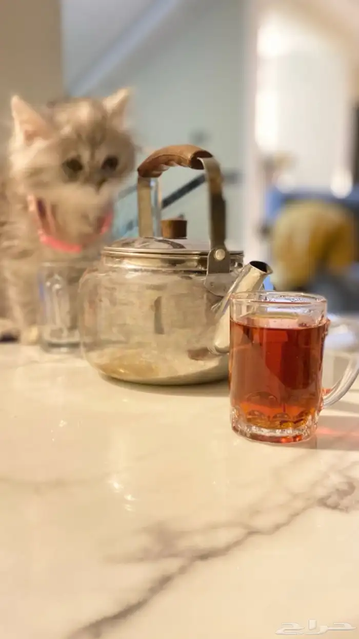 قطه شيراز مع جميع اغراضها 2