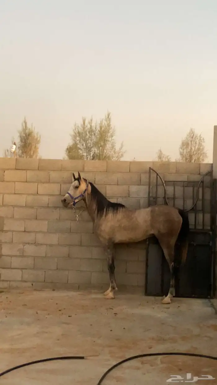حصان شعبي شيخ 3