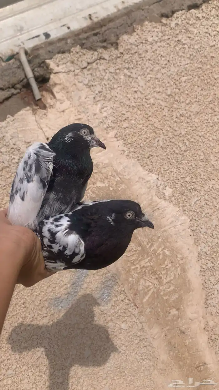 عندي طير مفقود الموقع العيتيبيه 3