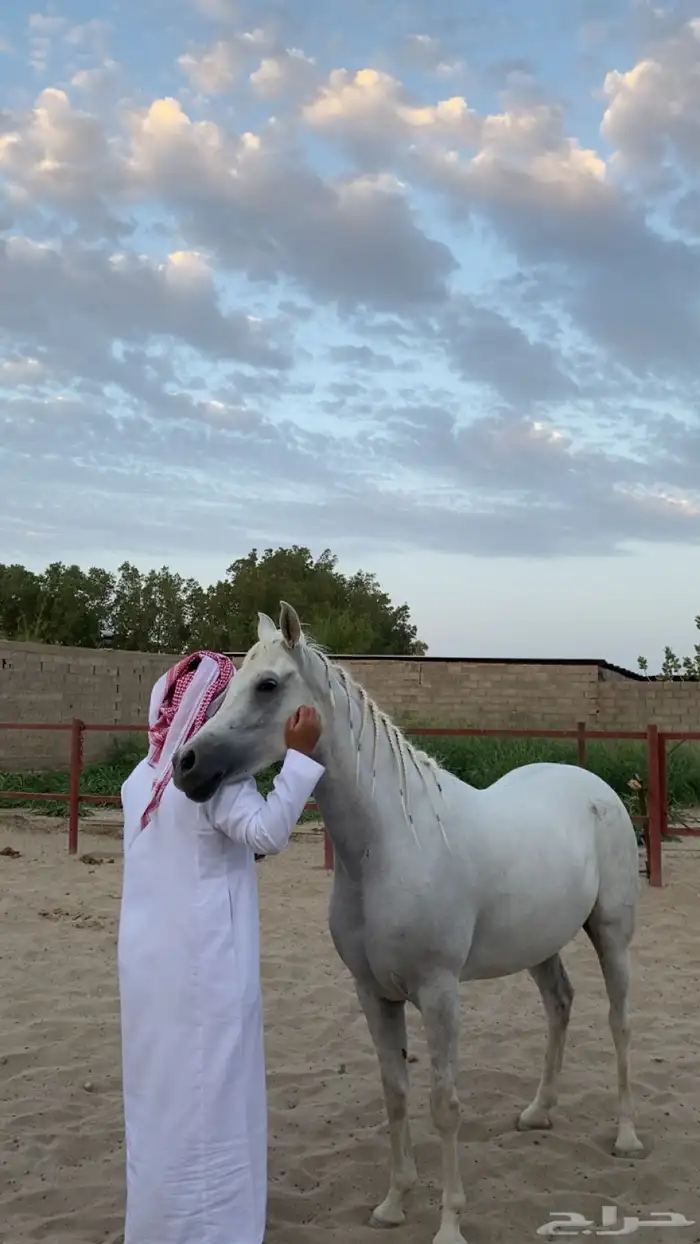 رنية   الخرمة بيشة خيل 5