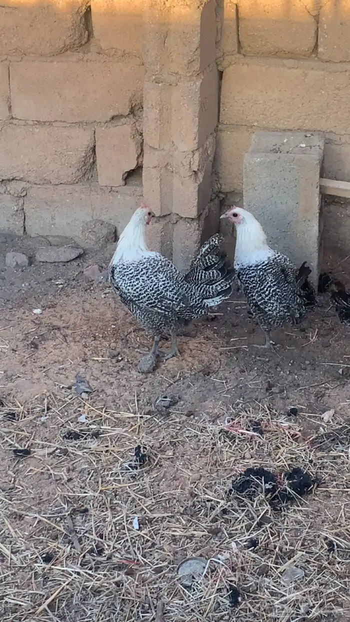 دجاج فيومي بياض 0