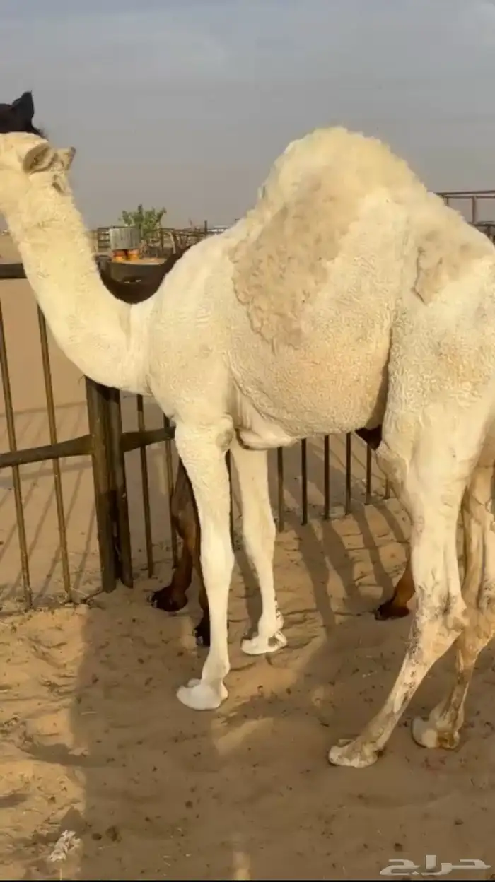 قعود فل كفو مغلق التواصل اتصال 0