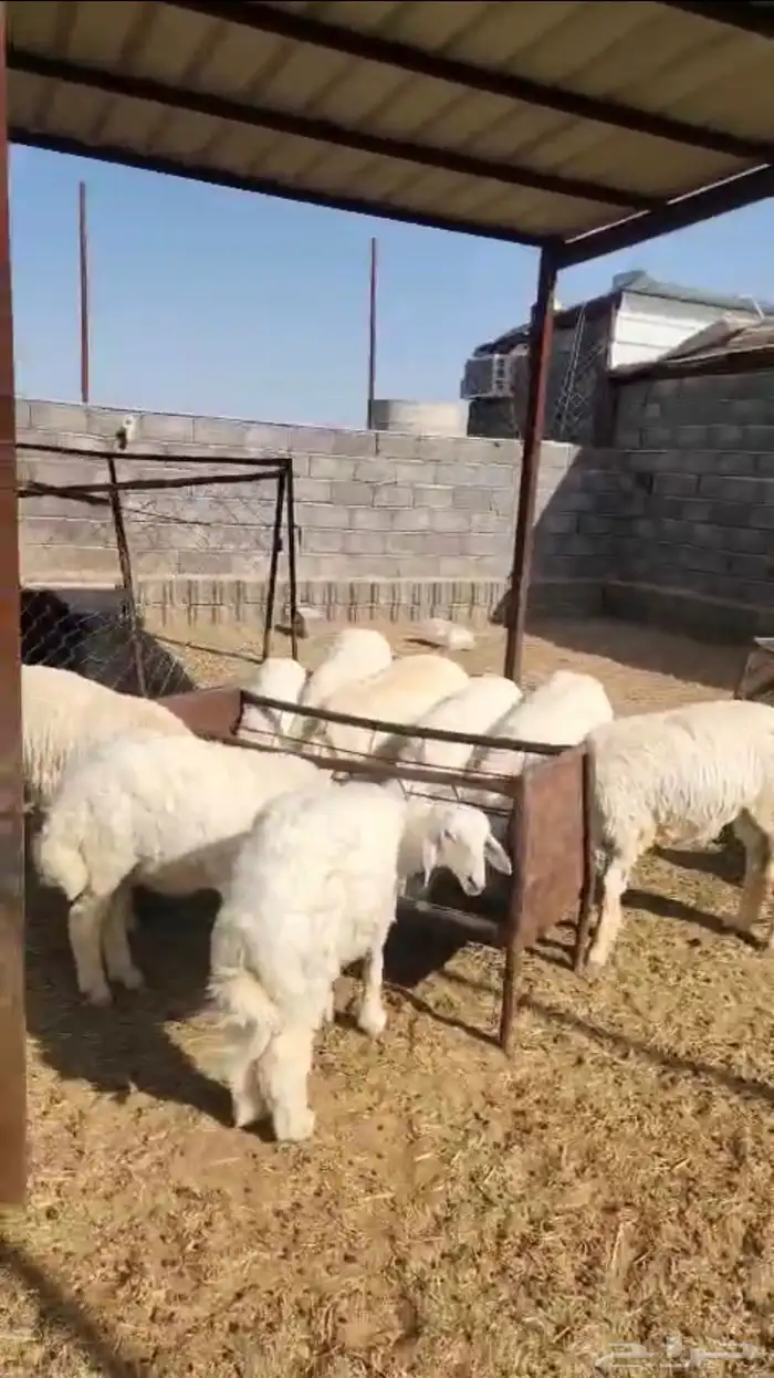 ذبايح حري طليان بهم 6