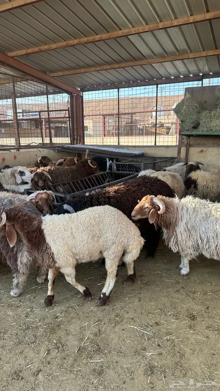 ذبايح طيبه نعيم 2