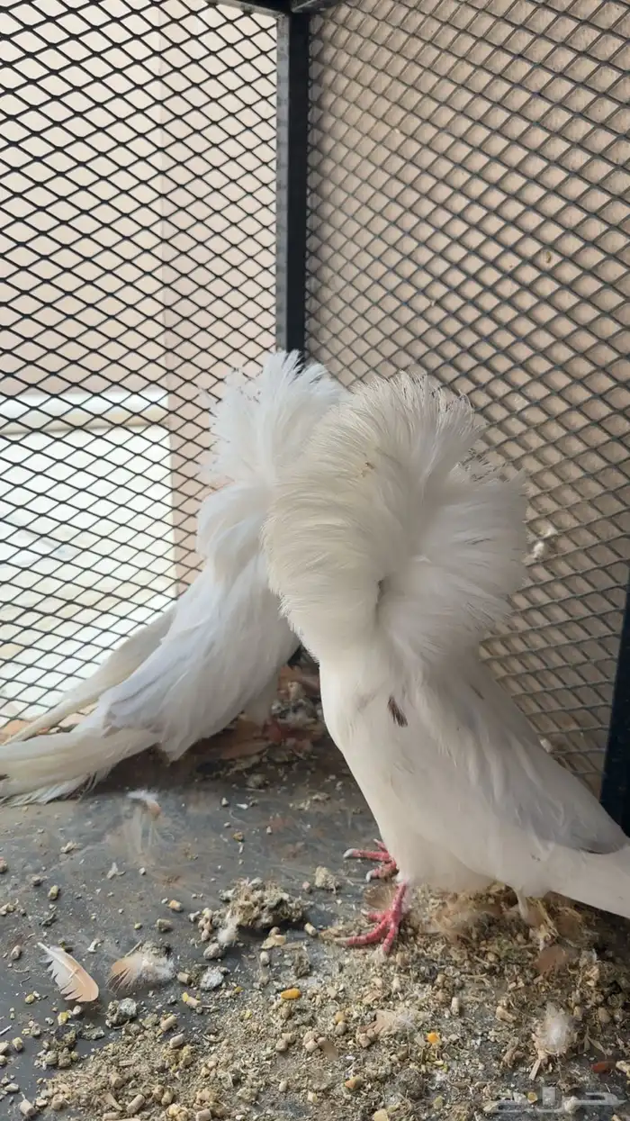 حمام جاكوبين 1