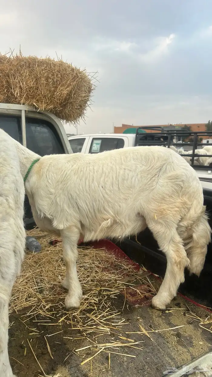 خروف للبيع 0