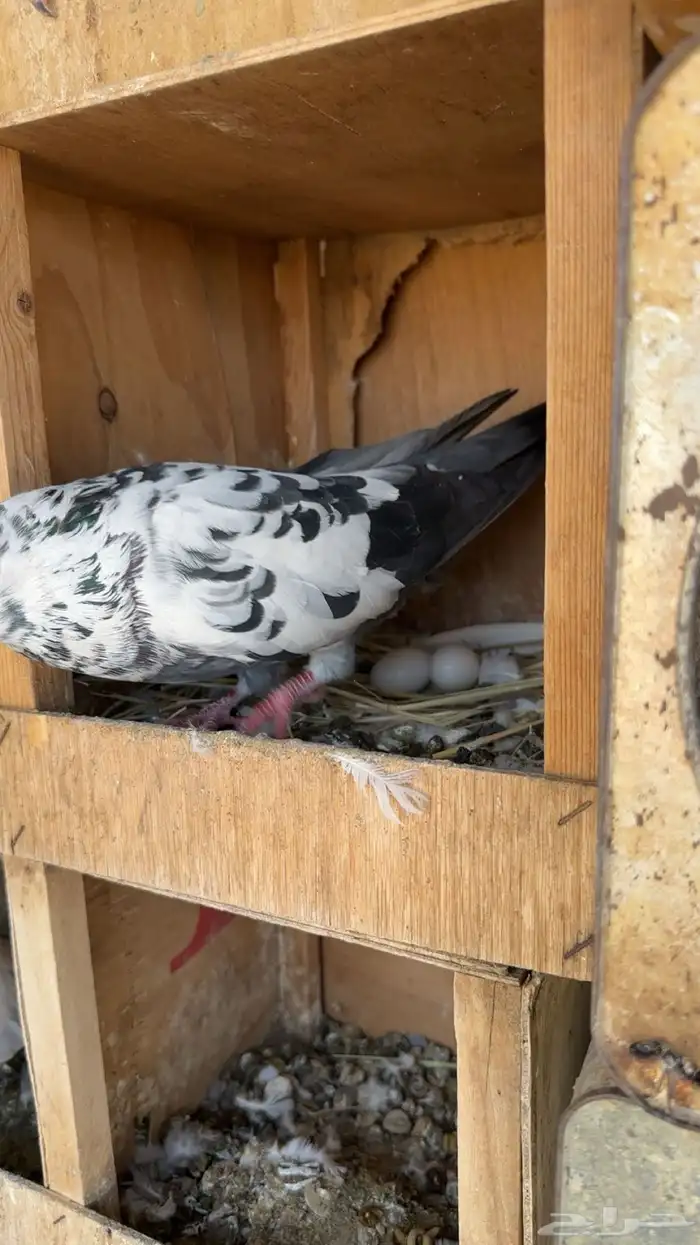 حمام للبيع 2