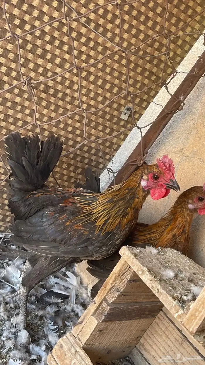دجاج عربي اصيل 5