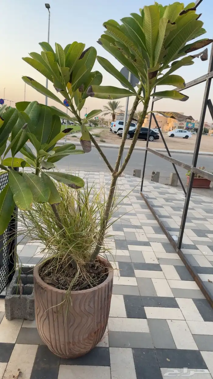 أحواض فخارية تنفع للبيوت او كفيات ومطاعم مشجرة 5