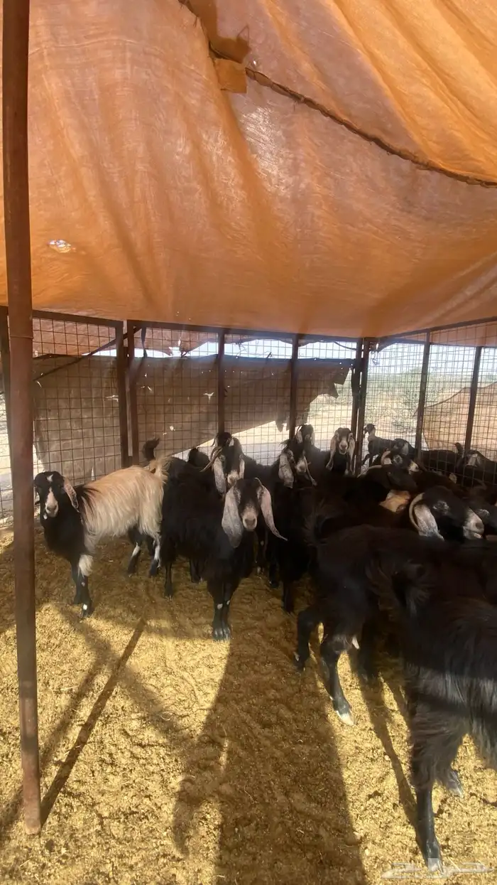 معزا عوارض 4