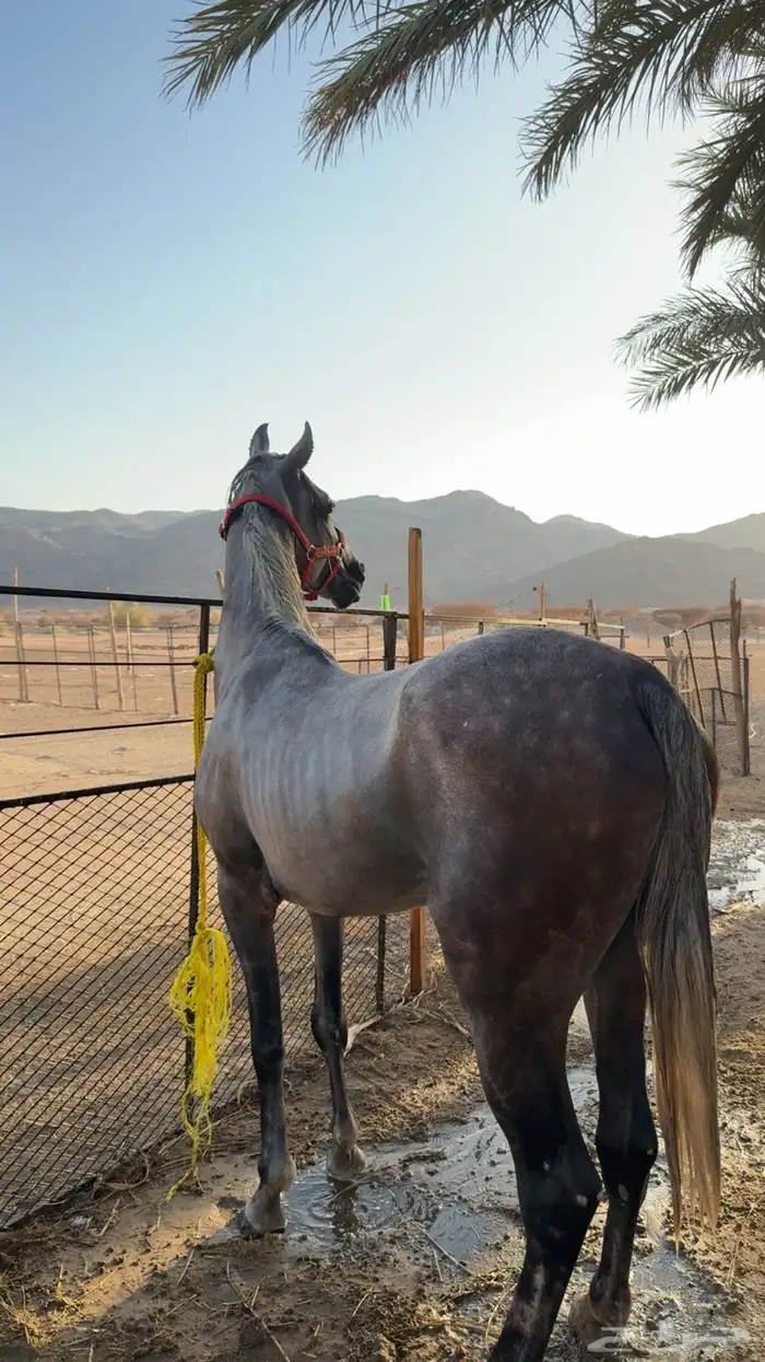 حصان شعبي 3