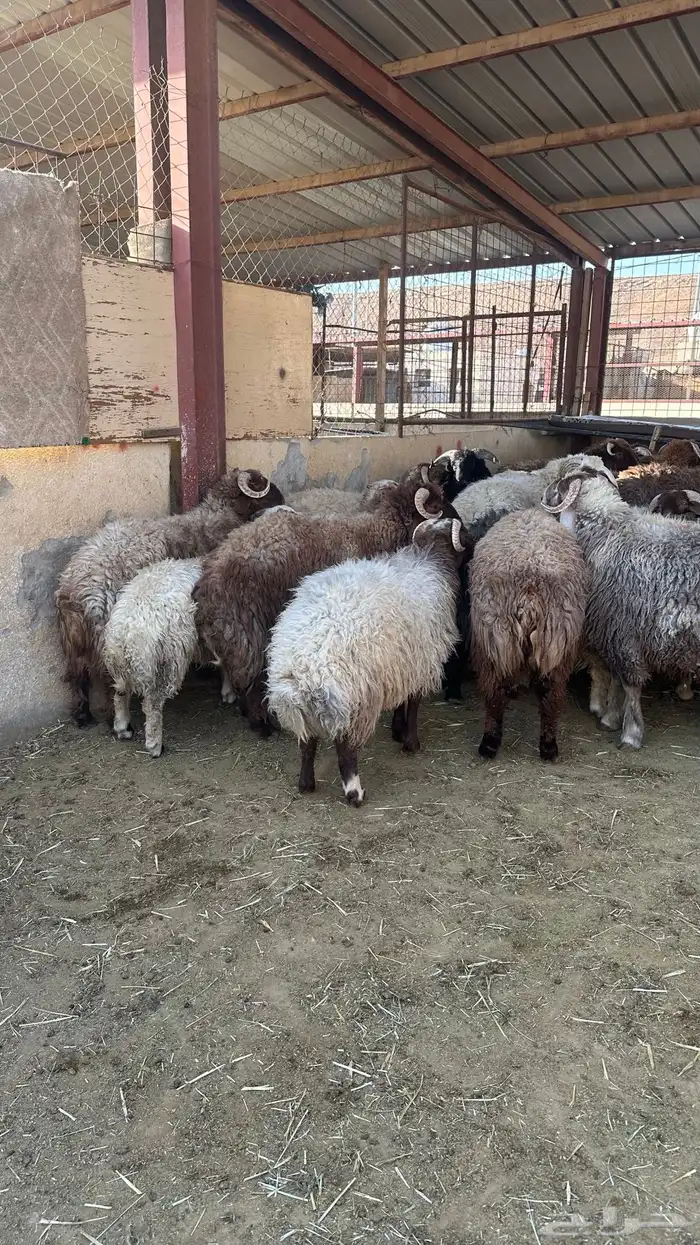 ذبايح طيبه نعيم 3