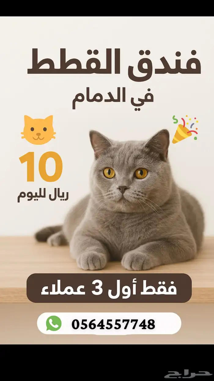 فندقة وتبيني القطط 0