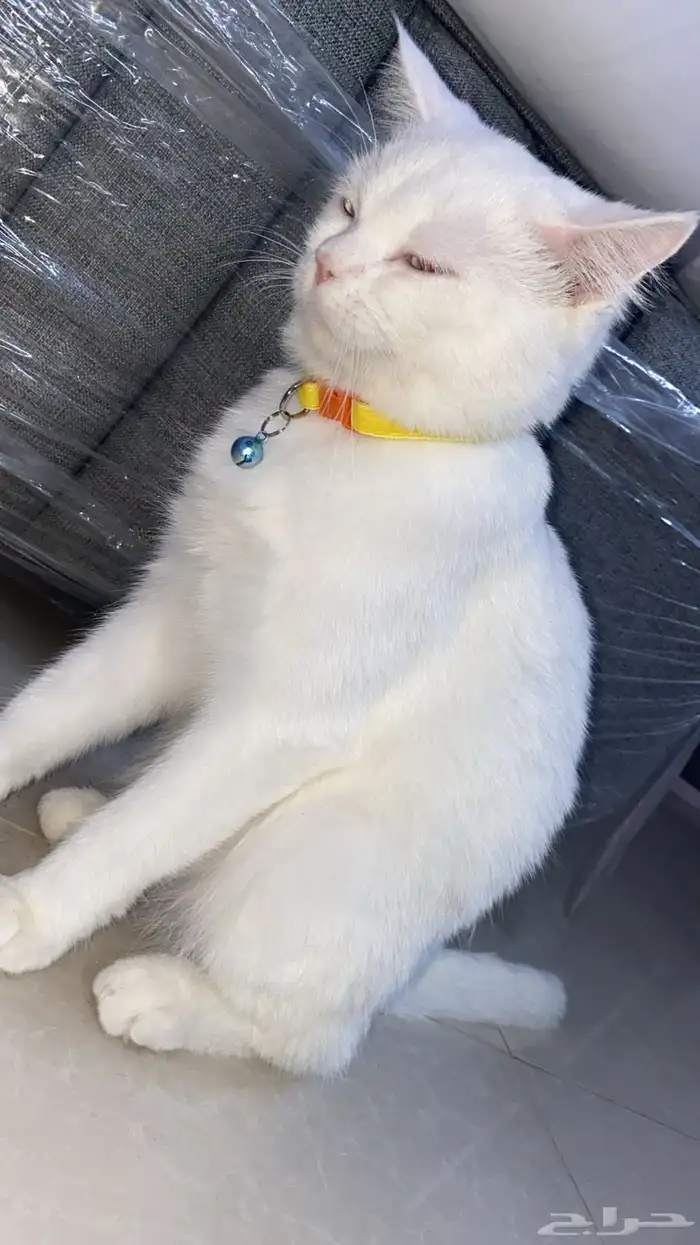 قطه للبيع 0