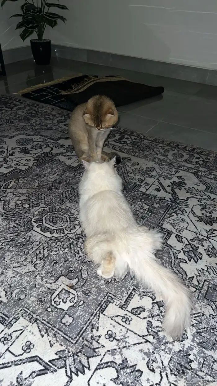 أنثى هملايا حامل من سكوتش فولد للتبني برسوم 2