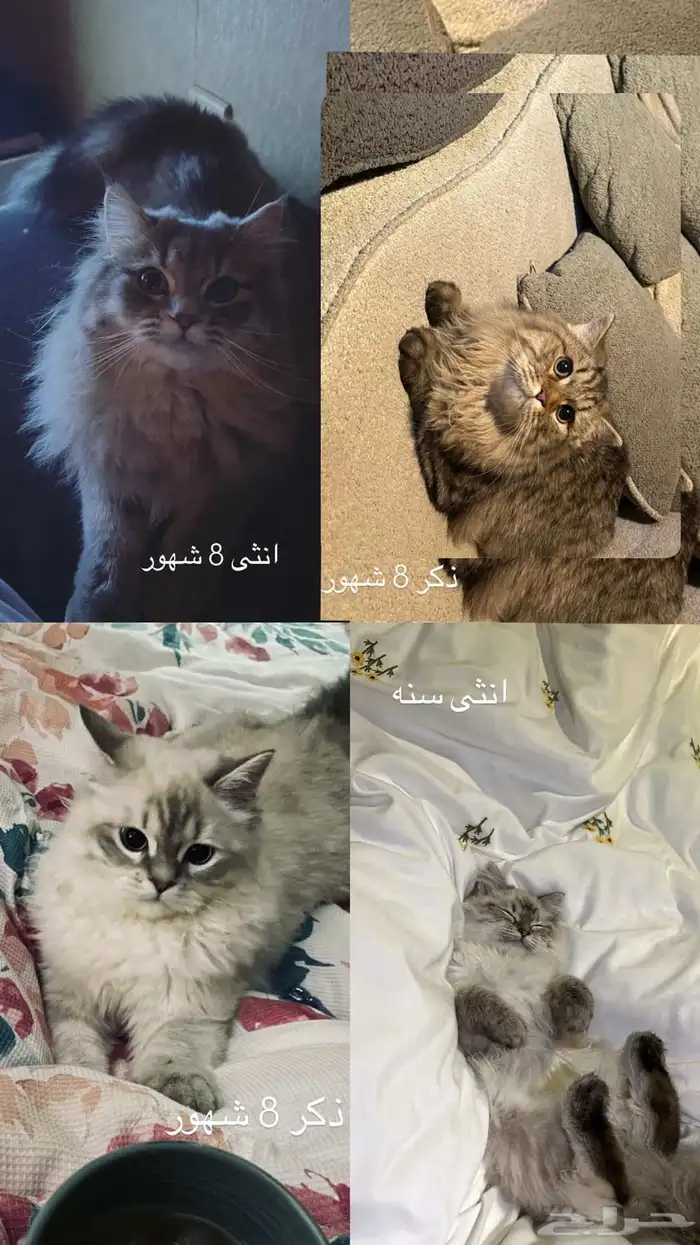 قطط للتبني للبيع 0