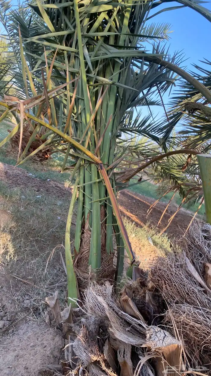 اصناء كعيمر وبرني للبيع 1