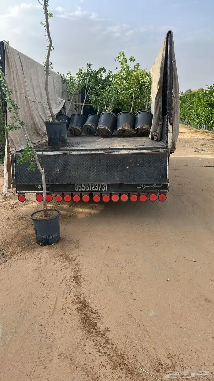 بنسيانا احجام كبيرة  ياسمين هندي  جوافة تايلندي  وسدر  وتين 7