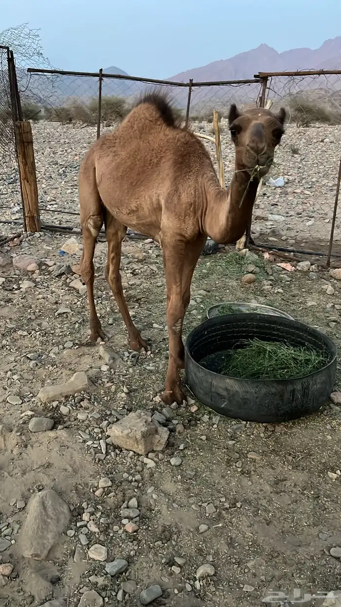 حاشي طيب العمر العمر حول 8 شهور 2